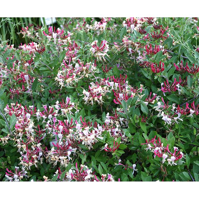 Lonicera peryclimenum mix C2 90