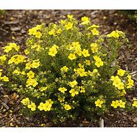 Potentilla fruticosa goldfinger C2 20-30