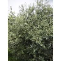 Salix elaeagnos angustifolia C3pa