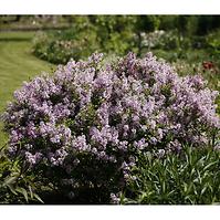 Syringa meyeri palibin C3 30-35