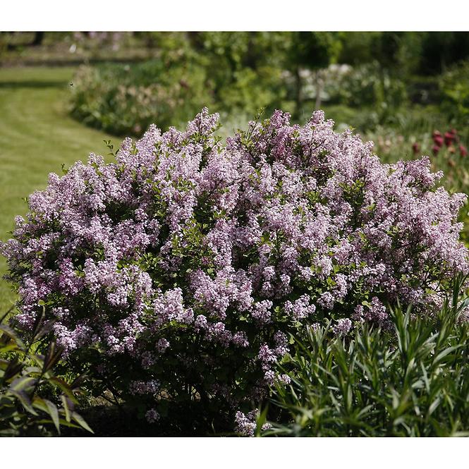 Syringa meyeri palibin C3 30-35