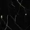 Obkladovy panel SPC Calacatta Black VILO 60x120cm 4mm,6