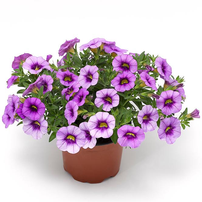 Calibrachoa K12cm