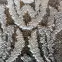 Koberec Polar 1.4/1.9 GZE TR25A antracit,6