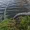 Tlakovo-odsávacia súprava Aquatic Plus 4 m čierna,3