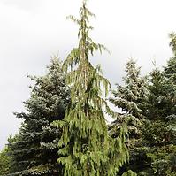 Cypress nutraceous Jubilee