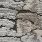 Viskózový koberec Icon 1.6/2.3 JE 02A krémový,6