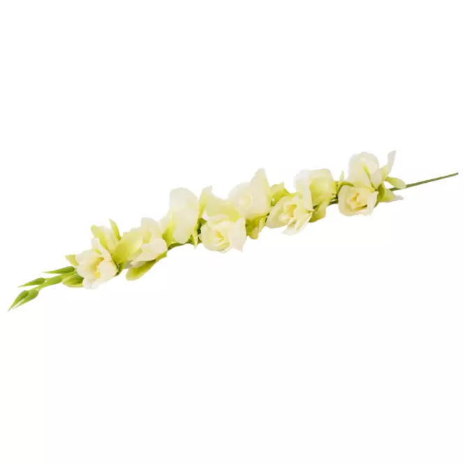 Orchidea