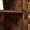 Skrinka Foggia Rustic Brown,8