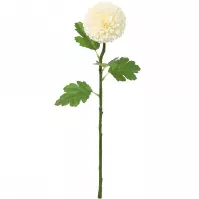 Chryzantéma biela pompon 51 cm