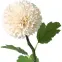Chryzantéma biela pompon 51 cm,2