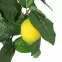 Umelý citrusový stromček 65 cm,2