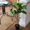 Umelý kvet v kvetináči Ficus Alpine 92 cm,4