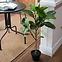 Umelý kvet v kvetináči Ficus Alpine 92 cm,4