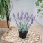 Umelá lavenduľa v kvetináči 25 cm,4