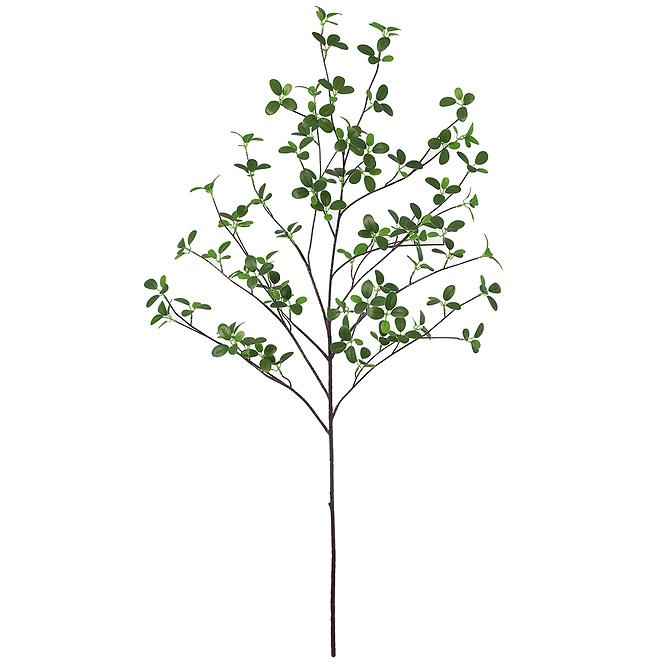 Vetvička vodného Ficusa 110 cm