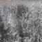 Záves na krúžkoch Velvet Justi YX514/6 135x250 cm sivý,2