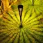 Solárna Lampa EKO1450 Flame 1700K,2