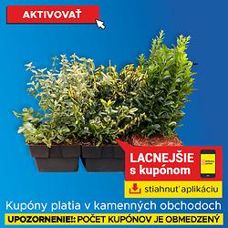 Bršlen Euonymus P17 mix (SK)