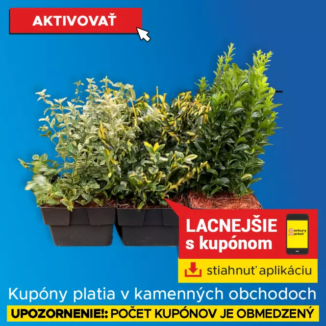 Bršlen Euonymus P17 mix (SK)