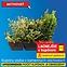 Bršlen Euonymus P17 mix (SK)