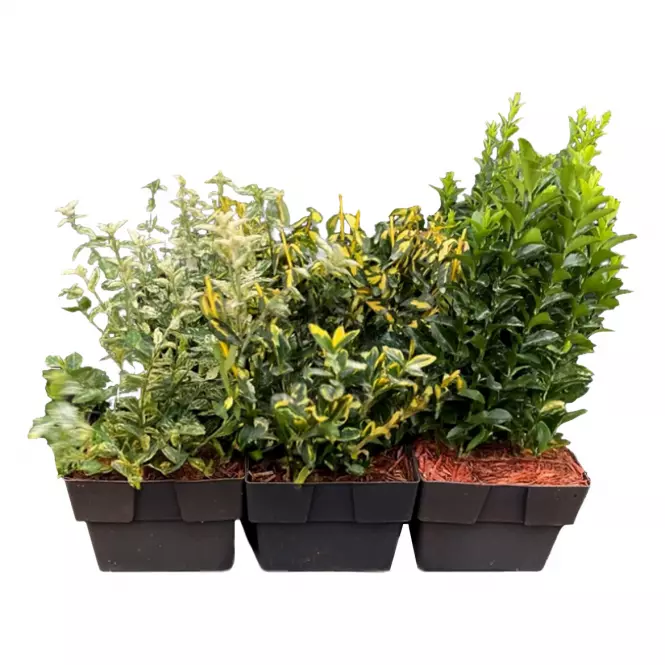 Bršlen Euonymus P17 mix (SK)
