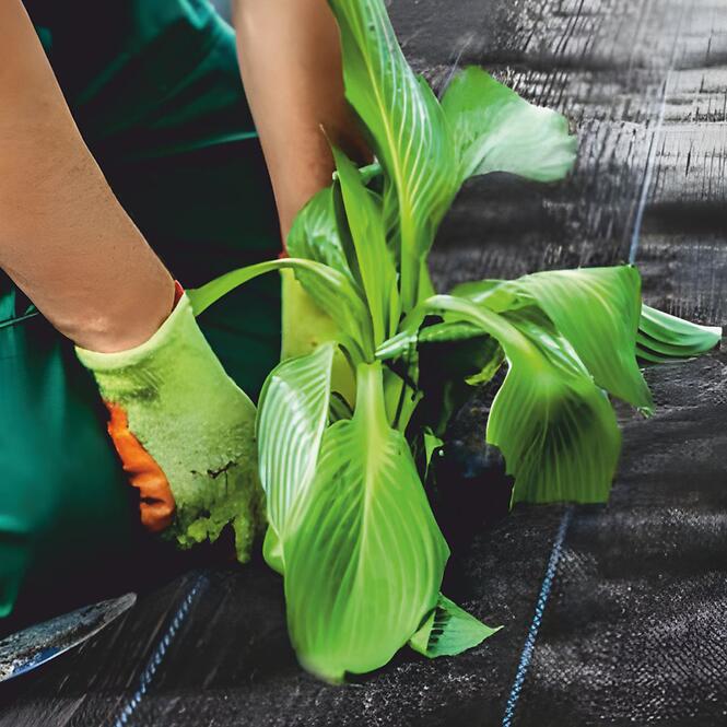 Mulčovacia agrotextília 1,6 × 10 m, 50 g/m², čierna