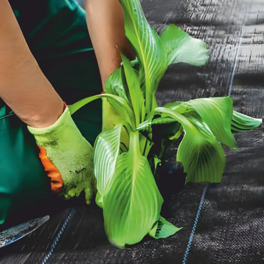 Mulčovacia agrotextília 3,2x5 m 50 g/m2 čierna