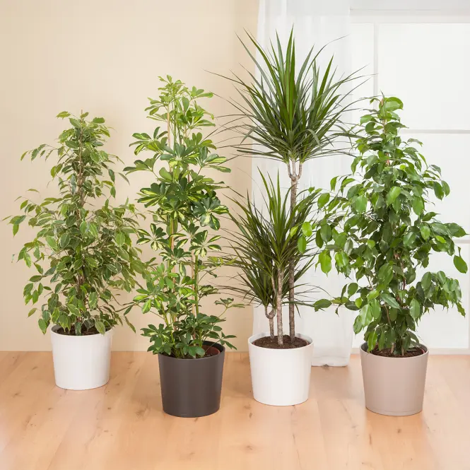 Obal TAUPE 883/28,3