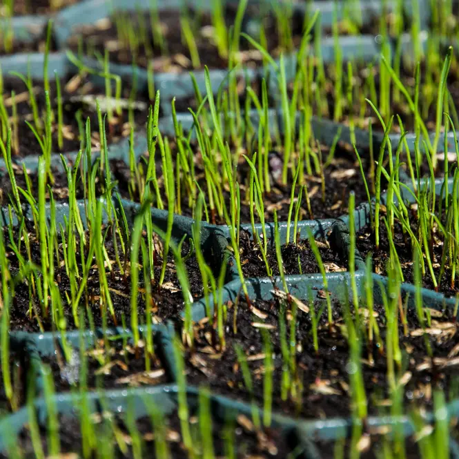 Zatrávňovacia dlažba 575x380x40 mm SG6BSG6 Stella Green