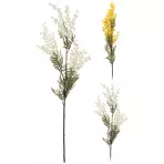 Acaciafarnesiana 85cm 2ass