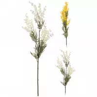 Acaciafarnesiana 85cm 2ass