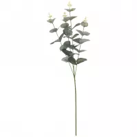 Eukaliptus 65cm