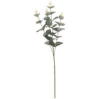 Eukaliptus 65cm
