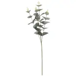 Eukaliptus 70cm