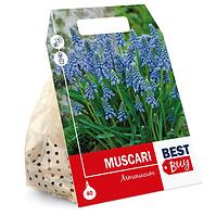 Modrica (muscari) modrá