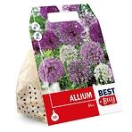 Zmes okrasných cesnakov (Allium)