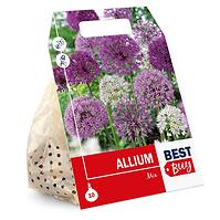 Zmes okrasných cesnakov (Allium)