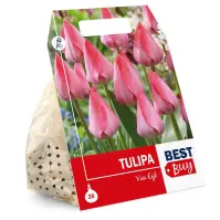 Tulipán ćervený