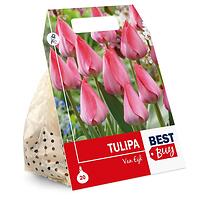 Tulipán ćervený