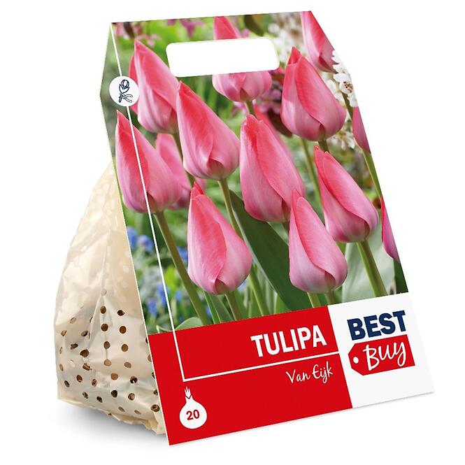 Tulipán ćervený