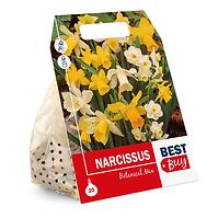 Narcis žltý