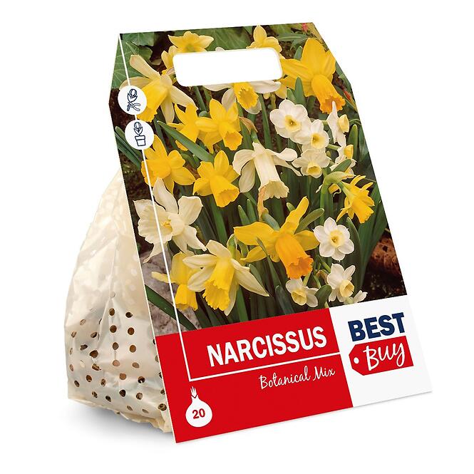 Narcis žltý
