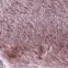Koberec Bella Rabbit Fur 0,8/1,5 15 púdrovoružový,6