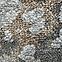 Koberec Pierre Cardin Versay 1,6/2,3 Vz11d 1nt,8