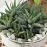 Aloe zmes