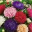 Astra vysoká americká kráska zmes semínko