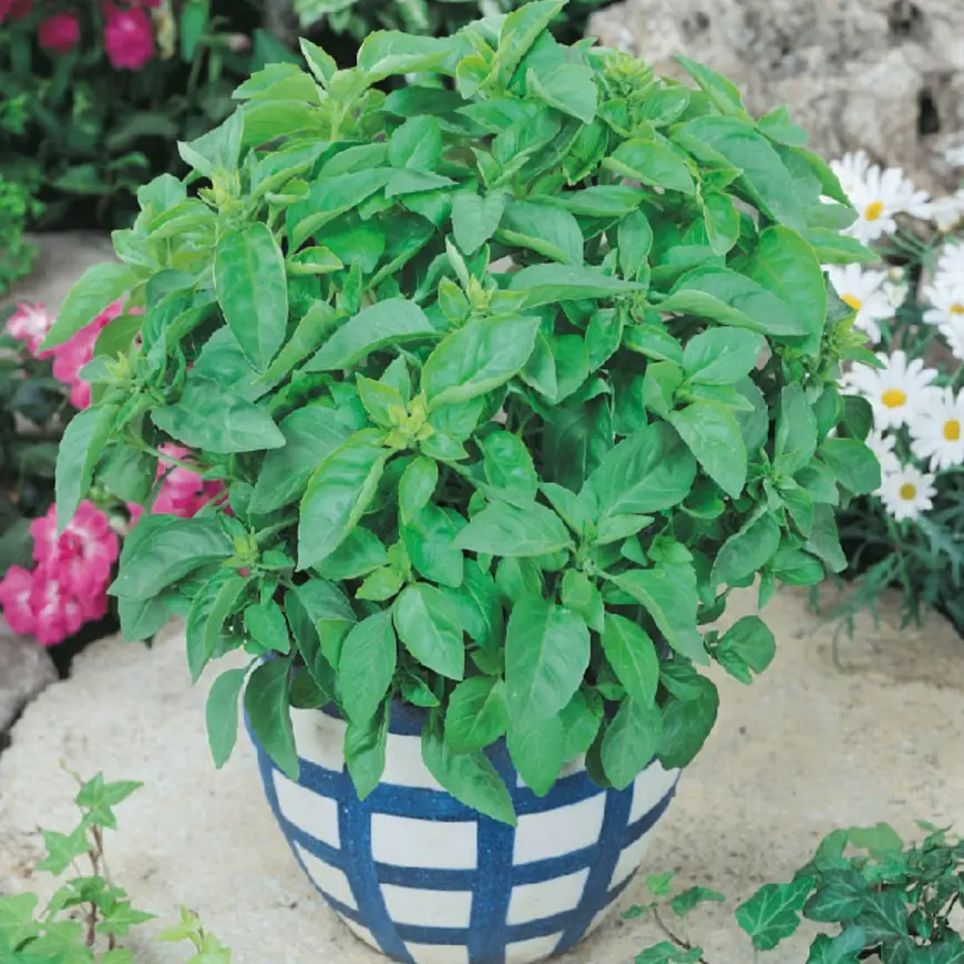 Bazalka pravá