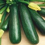 Tekvica cuketa Bio