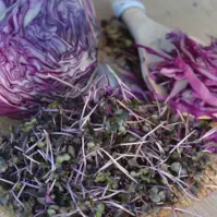 Bio Semená na klíčky - Kapusta červená
